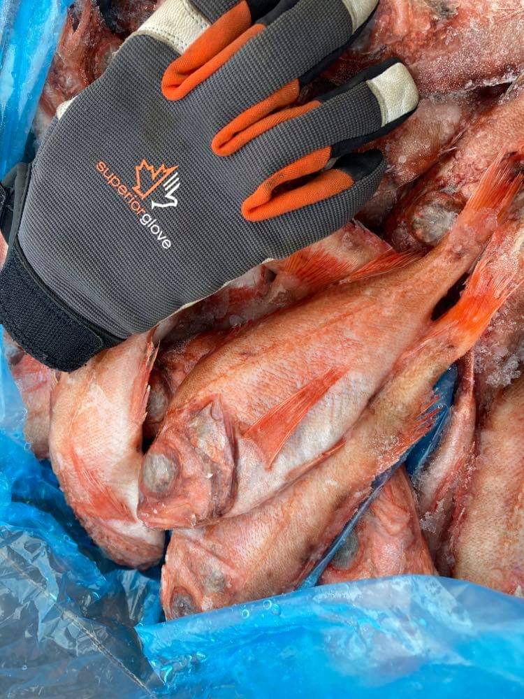 Whole Red Fish Frozen & Live Bait For Sale Can Am Bait